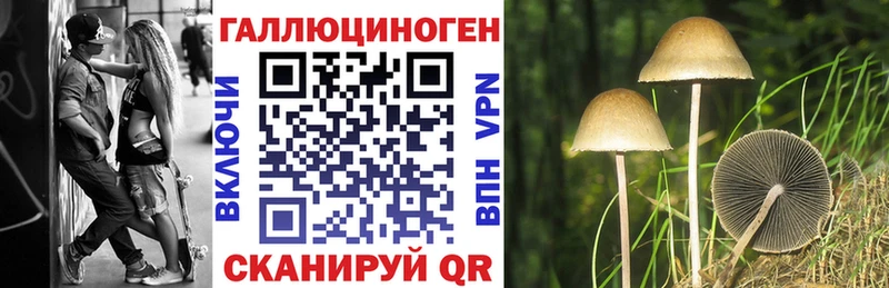 Галлюциногенные грибы Psilocybe  где купить наркоту  Великий Новгород 